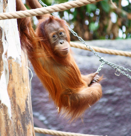 orang-utan