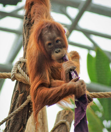 orang-utan