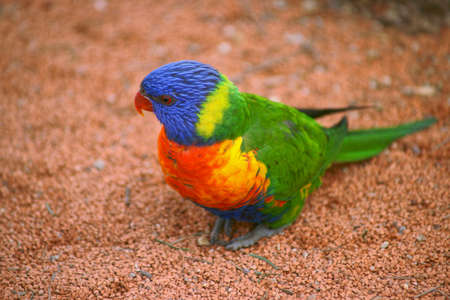 parrotの写真素材