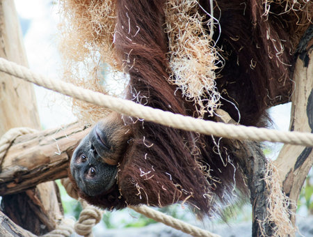 orang-utan