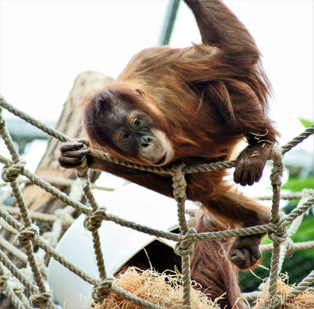 orang-utanの写真素材