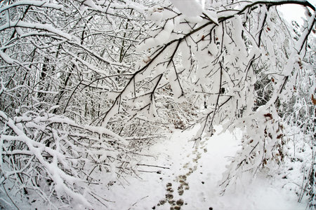 winter