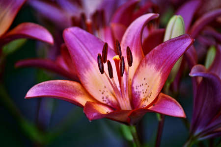 liliesの写真素材