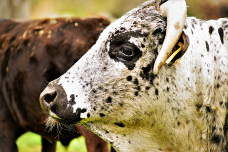 Cow