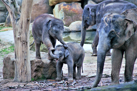 elephant childrenの写真素材