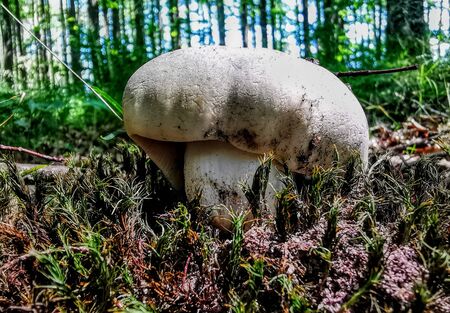 autumn walksの写真素材