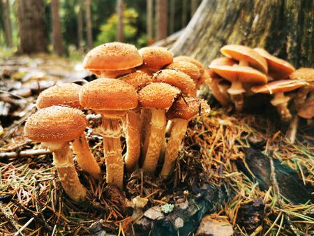 autumn walksの写真素材