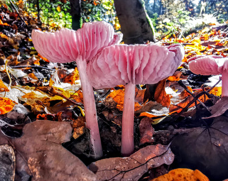 autumn walks