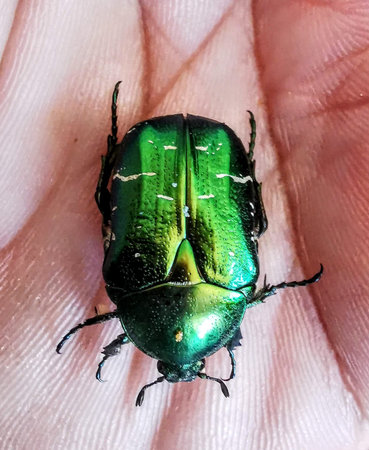 Beatle