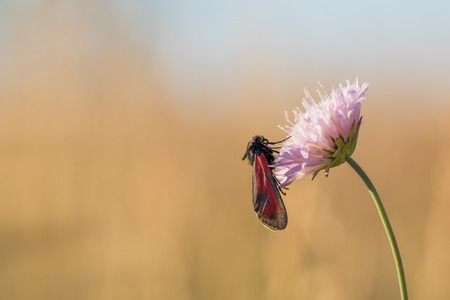 Black and Red Butterfly on a Flowerの写真素材