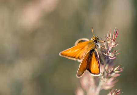 Detail of Orange Butterfly on a Blade