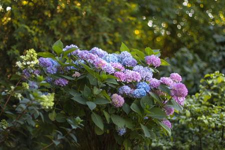 Blue and purple Hydrangea (Hortensia) flowers In the Shady Part of the Gardenの写真素材