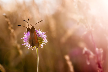 Two Red and Black Butterflies on the Flower at Sunsetの写真素材