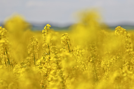 Yellow Oilseed Rape Fieldの写真素材