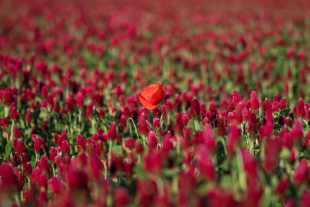 Alone Red poppy in a Field of Cloverの写真素材