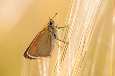Moth or small Butterfly on Barleyの写真素材