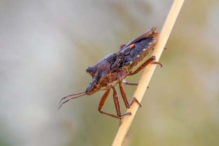 Brown Ugly Bug on a Bladeの写真素材