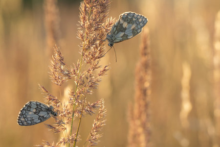 Black and White Resting Butterflies at Sunrise on a Bladeの写真素材