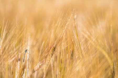 Blue Damselfly hiding in Barleyの写真素材