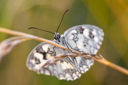 Black and White Resting Butterfly on a Bladeの写真素材