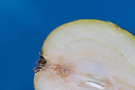 Detail on a Slice Pear on a Dark Blue Backgroundの写真素材