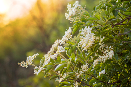 Elderberry Flowers on a Bush at Sunset in Summerの写真素材
