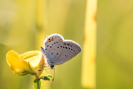 Short-tailed blue or tailed Cupid (Cupido argiades) on yellow flower in summerの写真素材