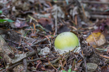 Young Deadly poisonous fungus Amanita phalloides commonly known as the death cap in the leafy forestの写真素材