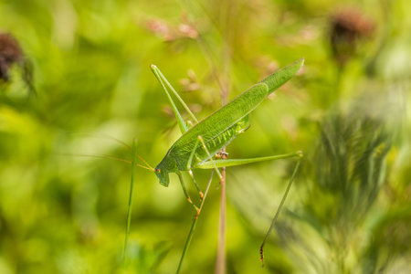 Great Green Bush-Cricket balances of a top of blades