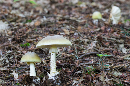 Two Deadly poisonous fungus Amanita phalloides commonly known as the death cap in the leafy forestの写真素材
