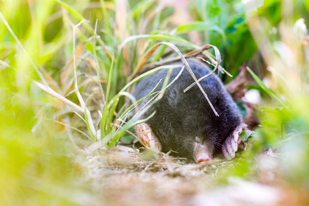 Black European mole (Talpa europaea) hidden in the grassの写真素材