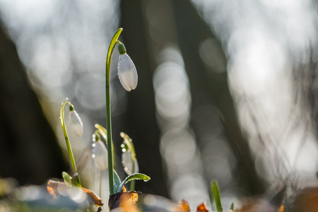 Closeup view of Snowdrop flower (Galanthus nivalis) in the frosty sunny forest
の写真素材