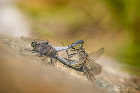 Two Scarce Chasers (Libellula fulva) copulating on a rockの写真素材