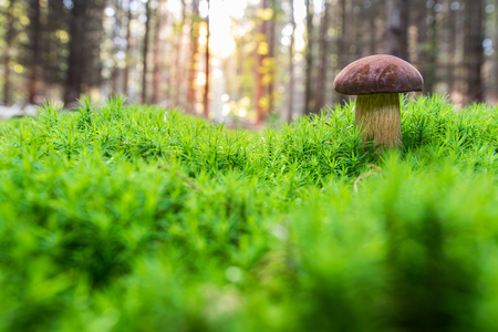 bay bolete (Imleria badia) in bright green moss early morningの写真素材