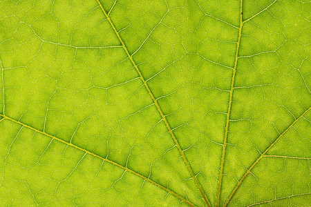 Closeup photo of green maple leaf. Nature texture bacground.