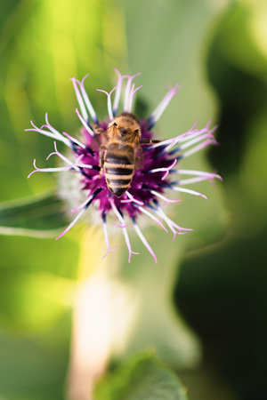 Bee on a thistle on a hot summer dayの写真素材