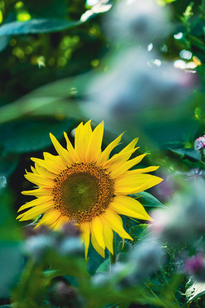 Beautiful lonely sunflower among the grass