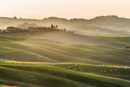 sheep on rolling green hillの写真素材