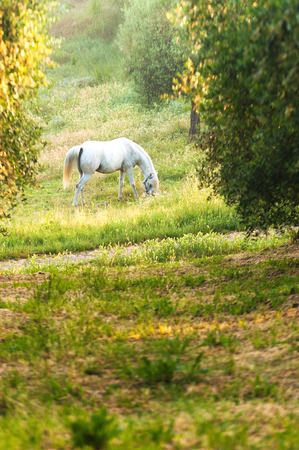 Horse grazing in a clearing between the olive treesの写真素材