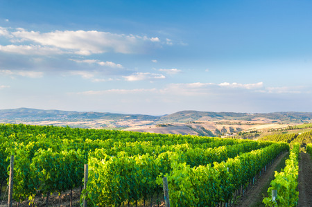 Beautiful vineyards on the hills of the peaceful Tuscany, Italyの写真素材