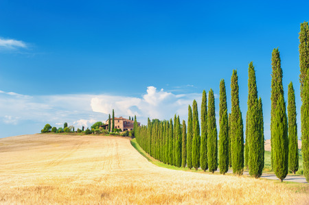 Summer Tuscan landscape, green field and blue sky in Val d'Orcia, Italyの写真素材