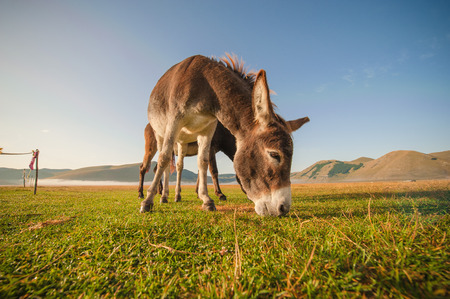 Donkey eating the grass in the foothills of the Monte Sibillini National Park, Umbriaの写真素材