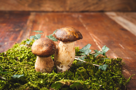 Autumn mushrooms on green mossの写真素材