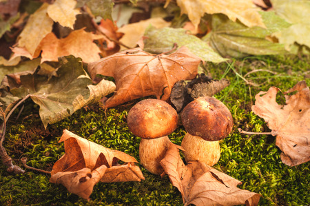Autumn mushrooms on green mossの写真素材