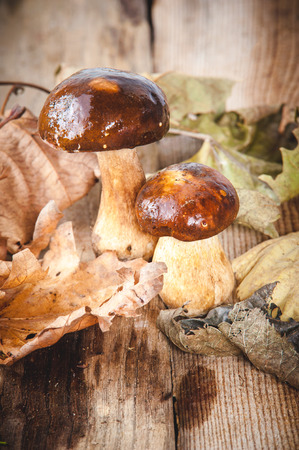 Autumn mushrooms on green mossの写真素材