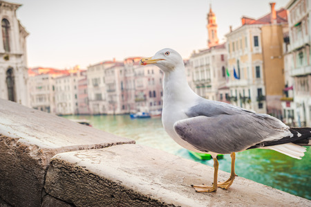Venetian albatross resting against the landscape of Venice.の写真素材