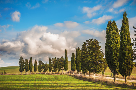 Tuscan country roads with Cypresses with blue cloudy sky in the background.の写真素材