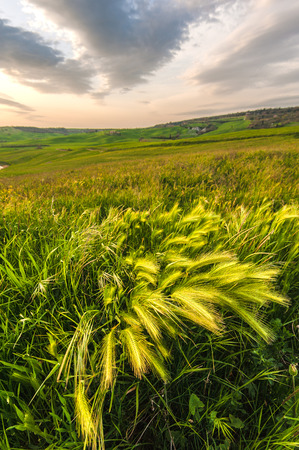 Fresh spring green grassの写真素材