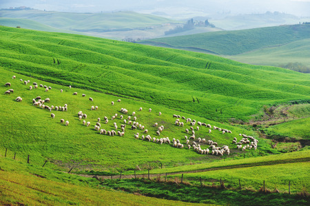 Sheep on the green spring field in the morningの写真素材