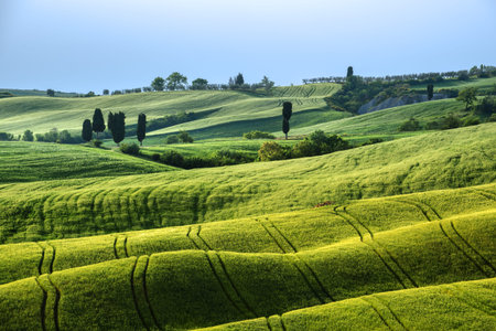 Waved green fields in sunny Tuscany.の写真素材